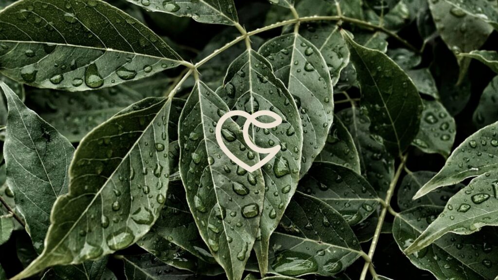 ecothing beauty branding desktop